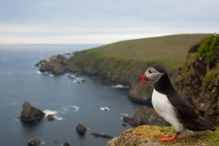 Photo of a puffin on cliffs above the coast